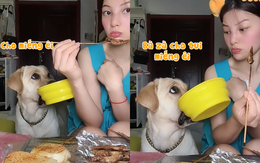 Chú chó cầm tô xin cô chủ đồ ăn