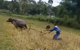 Chàng trai chạy ná thở khi đưa trâu ra ruộng đi cày