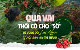 Quả vải thời có chợ 'số' - Từ vùng đồi Lục Ngạn đến bàn ăn thị thành