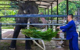 Thái Lan kiên quyết đòi lại voi tặng Sri Lanka 22 năm trước