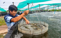 Giải bài toán nước sạch cho nuôi tôm