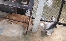 Husky bị kẹt cửa la hét um sùm nhưng Golden vẫn dửng dưng