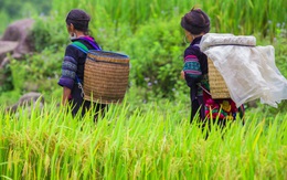 Lời cầu hôn tuổi 15