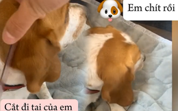 Những chú cún thông minh hiểu được tiếng người (P2)