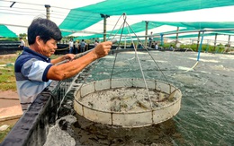 Nuôi tôm, cá nhọc nhằn, chỉ mấy ông bán thức ăn toàn thắng