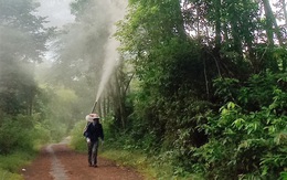 Sâu róm sinh sôi mạnh, gây hại hơn 2.000ha cây thông