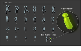 Giải mã bí ẩn nhiễm sắc thể Y xác định giới tính nam