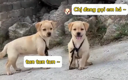 Những chú cún thông minh hiểu được tiếng người (P3)