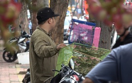 Hòa thượng Thích Hải Ấn: ‘Phóng sinh sai cách làm lòng tham phát triển'