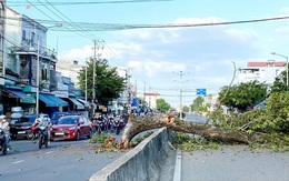 Cây dầu đôi Diên Khánh gãy nhánh làm tắc đường