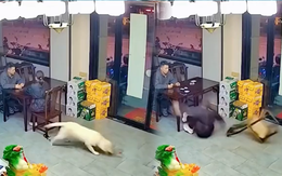 Những chú chó 'báo thủ' chính hiệu