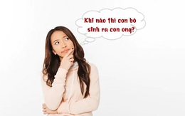 Câu đố hack não: Khi nào thì con bò sinh ra con ong?