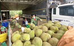 Xuất khẩu trái cây: Còn du di, 'chết' cả làng