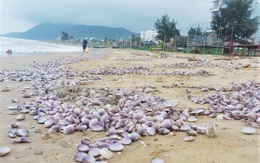 Ngao tím dạt vào bờ dày đặc, người dân đua nhau vớt 'lộc biển' đem bán