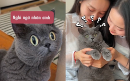 Phản ứng hài hước của chú mèo khi bị hai chị em sinh đôi troll