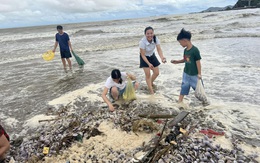 Ngao tím hiếm gặp dạt cả tấn vào bờ biển Cửa Lò, người dân rủ nhau đi nhặt