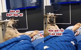 Chú chó đánh thức sen dậy bằng 'cả tính mạng'