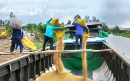 Mặc kệ cam kết, nhiều nông dân ồ ạt bẻ kèo bán sạch lúa cho thương lái