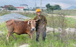 Ấm lòng dân mạng 'truy tìm' ba con bò đi lạc cho lão nông nghèo