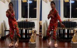 Video hài nhất tuần qua: Chú chó hát cho cô chủ nhảy vũ điệu Làng lá