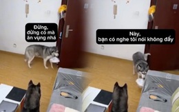 Hai chú chó thông minh biết nhận hàng giùm chủ