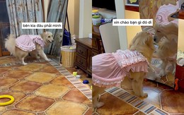 Chú chó ngơ ngác với chiếc gương ông chủ mới mua