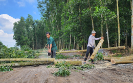 Nhà thầu cao tốc Biên Hòa - Vũng Tàu huy động đủ thiết bị, nhân lực nhưng vướng rừng cao su