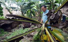 Nông dân kêu cứu vì vườn chuối suy kiệt, nghi do phân bón giả