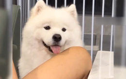 Những chú chó Samoyed siêu đáng yêu