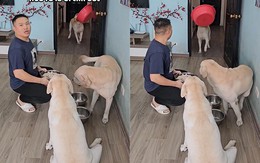 Chú chó lém lỉnh khiến ông chủ hoảng hồn với bát cơm siêu to
