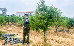 Phá hàng trăm cây đào của hàng xóm vì đẹp hơn đào nhà mình