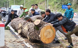 Cây thông cổ thụ đổ chắn ngang đèo Prenn Đà Lạt