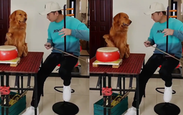 Chú chó làm nhạc trưởng siêu ngầu