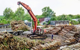 Dân miệt thứ trồng keo lai, chủ rừng có tiền tỉ như chơi