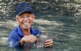 Dỡ chà bắt cá nâu, cách làm du lịch độc đáo của nông dân Cà Mau