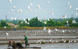 Cò trắng bay rợp đồng lúa Kiên Giang