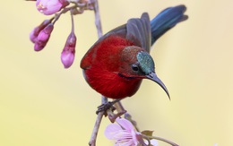 Trào lưu nuôi chim Aviary: Chính quyền ở đâu?