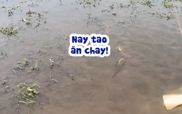 Cần thủ nổi đóa với cá lóc 'ăn chay'