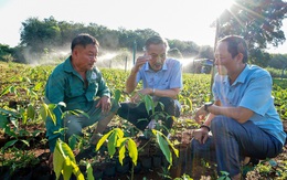 Kỳ tích cao su Việt trên nước bạn Lào - Kỳ 3: Thần tốc phủ xanh cao su Việt trên đất Lào