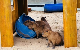 Thảo cầm viên Sài Gòn ra mắt gia đình ‘bộ ngoại giao’ capybara