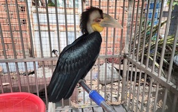 Người dân muốn nuôi chim aviary làm cảnh, kiểm lâm và luật sư khuyến cáo gì?