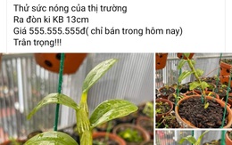 Lan đột biến sốt giá trở lại?