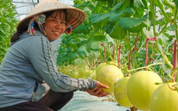 Dưa lưới vàng khắc chữ Phúc, Lộc, Thọ mấy trăm ngàn 1 cặp nhưng không đủ bán