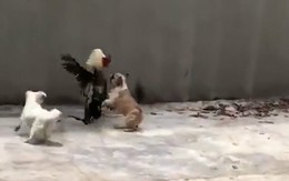 Gà trống bỏ chạy trối chết khi solo với chó con