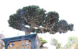 Ngắm những cây bonsai độc lạ, siêu đẹp