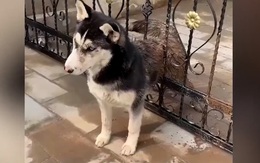 Gia chủ bất lực với đại ngáo Husky