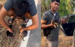 Tài xế ô tô cứu đàn chó con bị bỏ rơi bên đường vắng