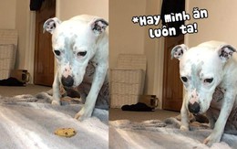 Chú chó ngồi trông bánh, thèm rớt dãi không dám ăn