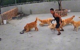 Chàng trai thả 'chó đại ca' dẹp đồng bọn đánh nhau