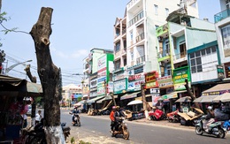 Tiếc nuối hàng chục gốc phượng giữa Pleiku bị cưa ngang thân